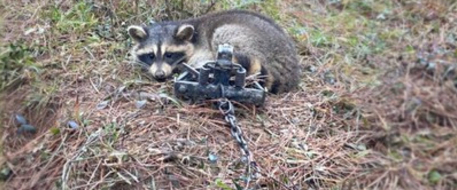 What part of wildlife management involves trapping animals?
