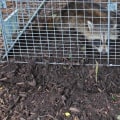 Is wildlife removal free?