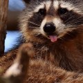 Who will remove raccoons?