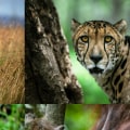 How to prevent wildlife extinction?