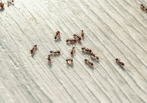 Getting Rid of Ants in Santa Rosa: Expert Tips