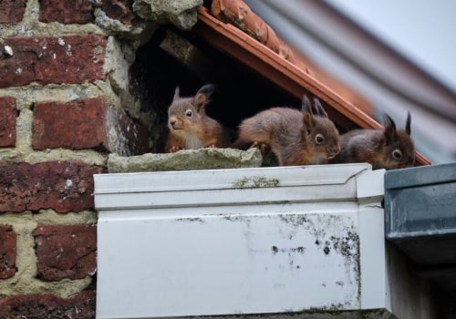 How much does it cost to get rid of squirrels in attic?