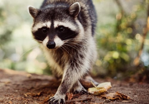 What is wildlife removal?